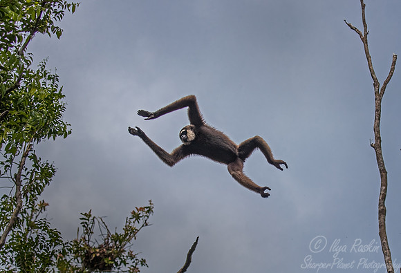181 Bornean white-bearded gibbon (Hylobates albibarbis) -Tanjung Puting NP Borneo Indonesia
