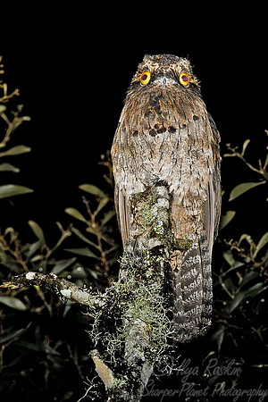 075 Common Pottoo - Ecuador