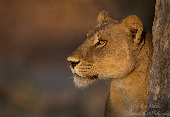236 Lion (Panthera leo) - Botswana