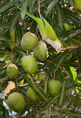 005 Monk parakeet - Pantanal Brazil