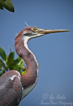 017_Tricolored Heron_FL