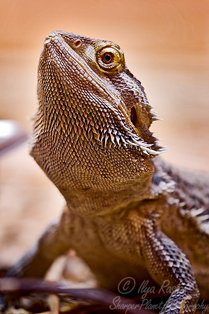 004_Bearded Dragon