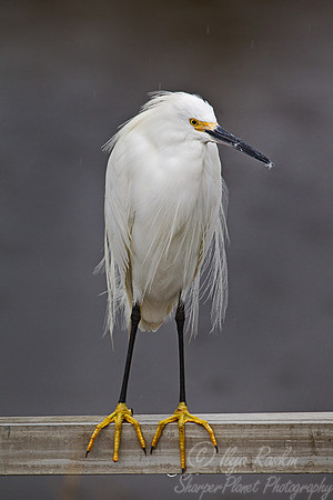 113 Snowy Egret (Egretta thula) FL