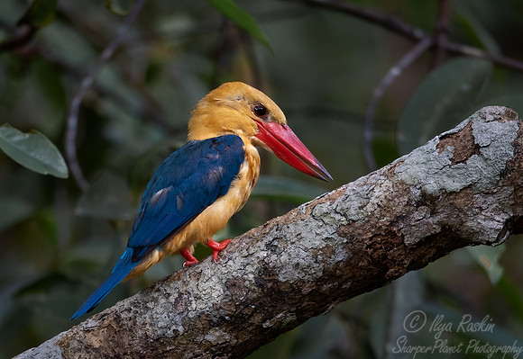 055 Stork-billed Kingfisher (Pelargopsis capensis) - Tanjung Puting NP Borneo Indonesia