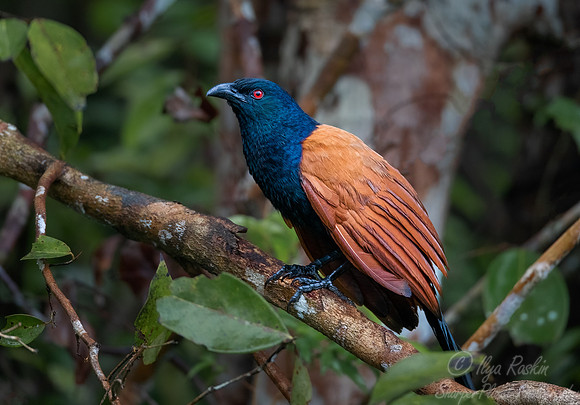 056 Greater Coucal (Centropus sinensis) - Tanjung Puting NP Borneo Indonesia