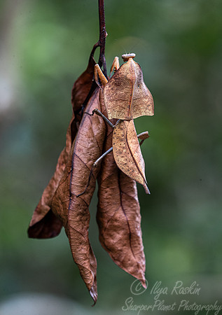 036 Praying mantis (Deroplatys) - Tanjung Puting NP Borneo Indonesia