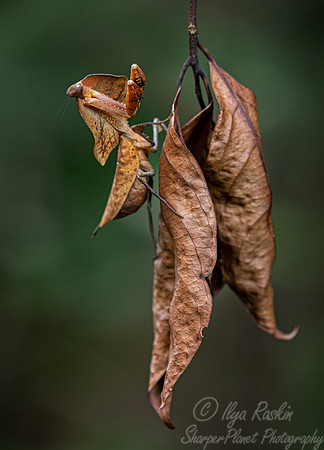 037 Praying mantis (Deroplatys) - Tanjung Puting NP Borneo Indonesia