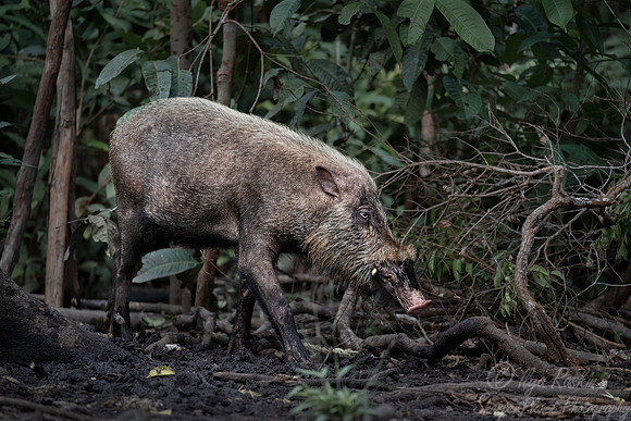 234 Bornean bearded pig (Sus barbatus) - Tanjung Puting NP Borneo Indonesia