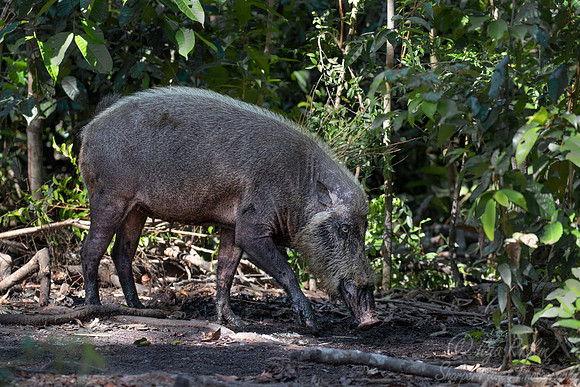 233 Bornean bearded pig (Sus barbatus) - Tanjung Puting NP Borneo Indonesia