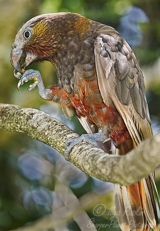 002 Kaka_New Zealand