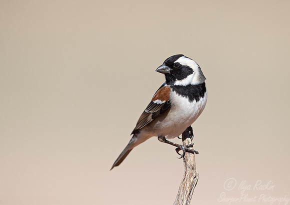 166 Cape sparrow male (Passer melanurus) - Kgalagadi Transfrontier Park SA
