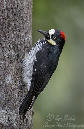 628 Acorn woodpecker female (Melanerpes formicivorus) - Colombia cloud forest