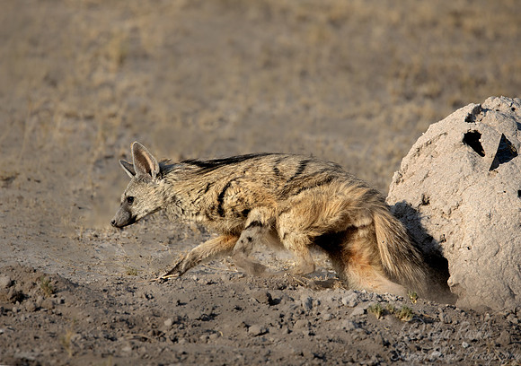 399 Aardwolf (Proteles cristatus) - Botswana