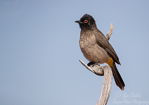 177 African red-eyed bulbul (Pycnonotus nigricans) - Kgalagadi Transfrontier Park SA