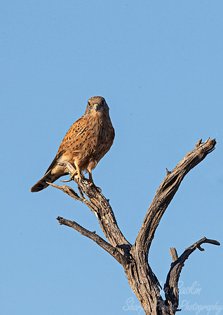 347 Rock kestrel (Falco rupicolus) - Kagalagadi Transfrontier Park SA