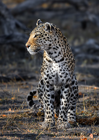 217-223 Leopard (Panthera pardus) - Botswana