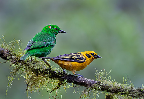 674 Glistening-green tanager (Chlorochrysa phoenicotis) and Golden tanager- Ecuador