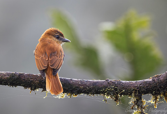 734 Cinnamon becard (Pachyramphus cinnamomeus) - Ecuador