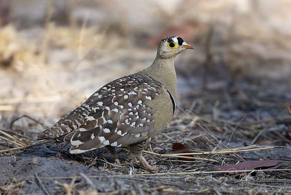 207 Double-banded sandgrouse (Pterocles bicinctus) - Botswana