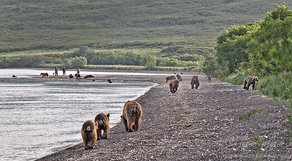 001 Brown Bear (Ursus arctos) - Kamchatka Russia