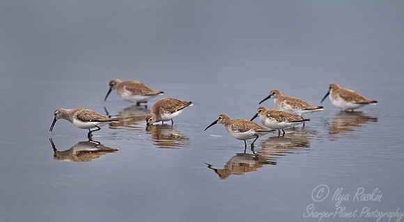 096 Dunlins (Calidris alpina) FL