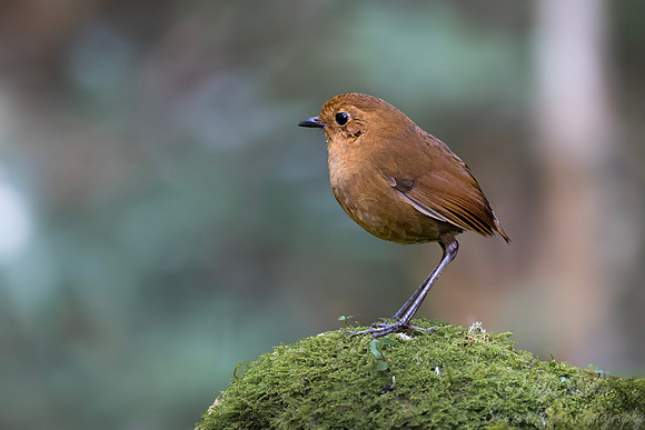 597 Equatorial antpitta (Grallaria saturata) - Colombia cloud forest