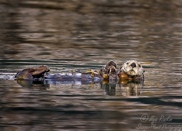 004_Sea Otter_AK