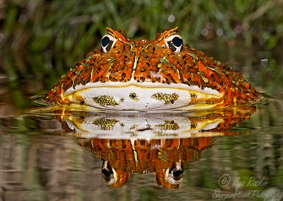 001_Argentine Horned Frog