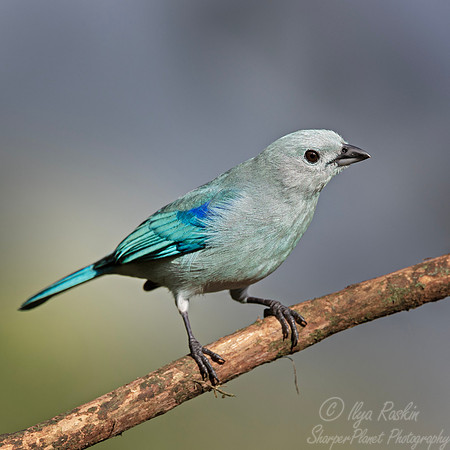 690 Blue-gray tanager (Thraupis episcopus) - Ecuador