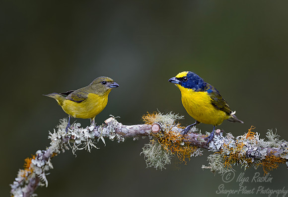 563 Thick-billed euphonia male and female (Euphonia laniirostris) - Colombia cloud forest