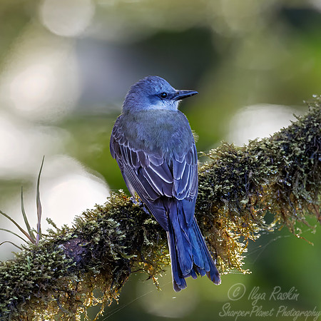 726 Tropical kingbird (Tyrannus melancholicus) - Ecuador