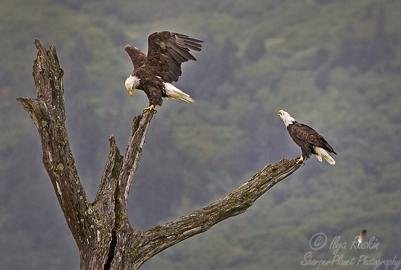 014 Bald Eagles (Haliaeetus leucocephalus) - Eastern AK