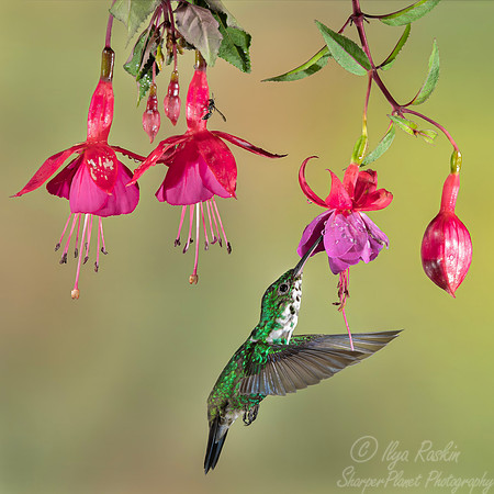 431 Steely-vented hummingbird (Saucerottia saucerottei) - Colombia cloud forest