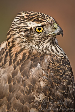 029 Northern Goshawk - VA