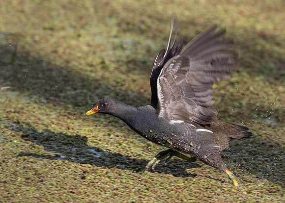 072 Common moorhen (Gallinula chloropus)- Rajistan India