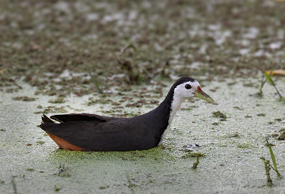 074 White-breasted waterhen (Amaurornis phoenicurus) - Rajistan India