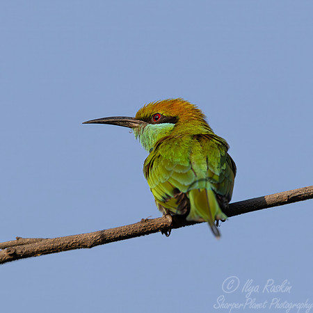 079 Asian green bee-eater (Merops orientalis) - Rajistan India