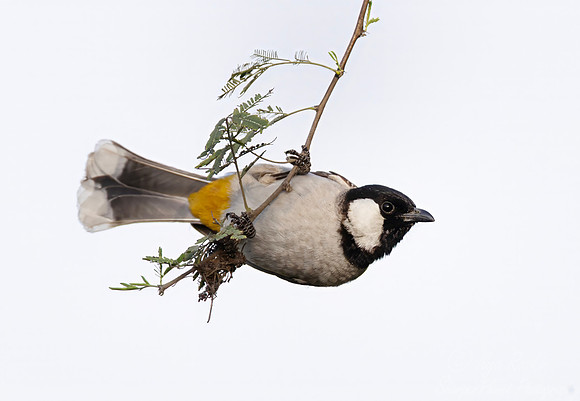 081 White-eared bulbul (Pycnonotus leucotis) - Rajistan India