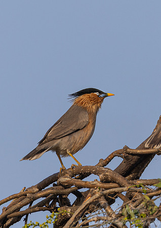 086 Brahminy starling or brahminy myna (Sturnia pagodarum) - Rajistan India