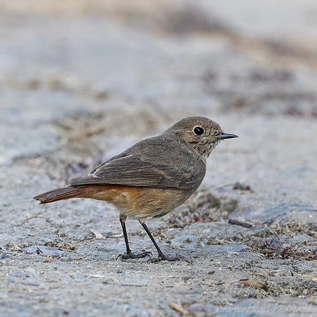 088 Black redstart female (Phoenicurus ochruros) - Rajistan India
