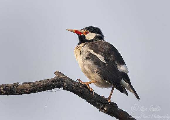 089 Indian pied myna (Gracupica contra) - Rajistan India