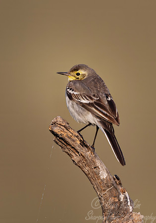 092 Citrine wagtail (Motacilla citreola) - Rajistan India