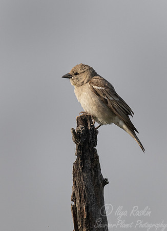 091 Yellow-throated sparrow female (Gymnoris xanthocollis) - Rajistan India