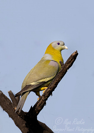 093 Yellow-footed green pigeon (Treron phoenicopterus) - Rajistan India