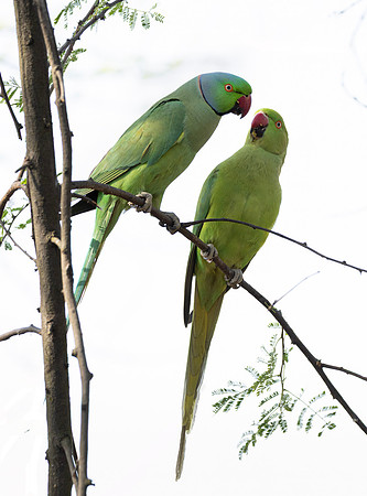 095 Rose-ringed parakeets (Psittacula krameri) - Rajistan India
