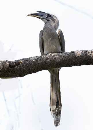 094 Indian gray hornbill (Ocyceros birostris) - Rajistan India