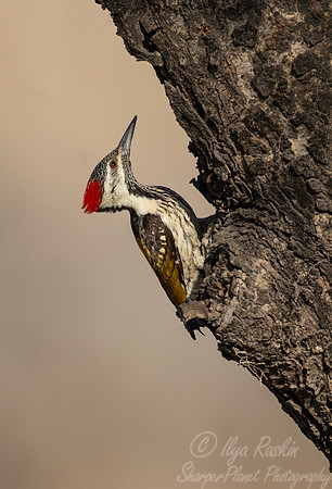 096 Black-rumped flameback woodpecker (Dinopium benghalense) - Rajistan India