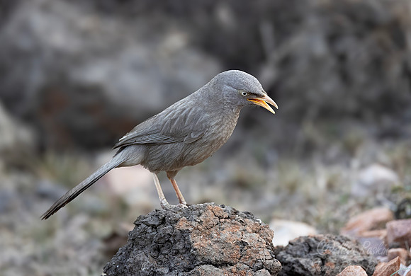 090 Common babbler (Argya caudata) - Rajistan India