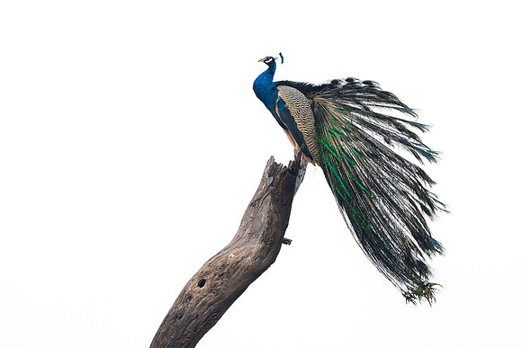 099 Common peacock or Indian peafowl (Pavo cristatus) - Rajistan India