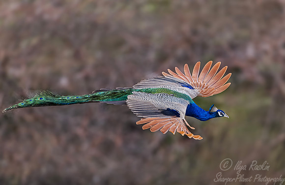 098 Common peacock or Indian peafowl (Pavo cristatus) - Rajistan India